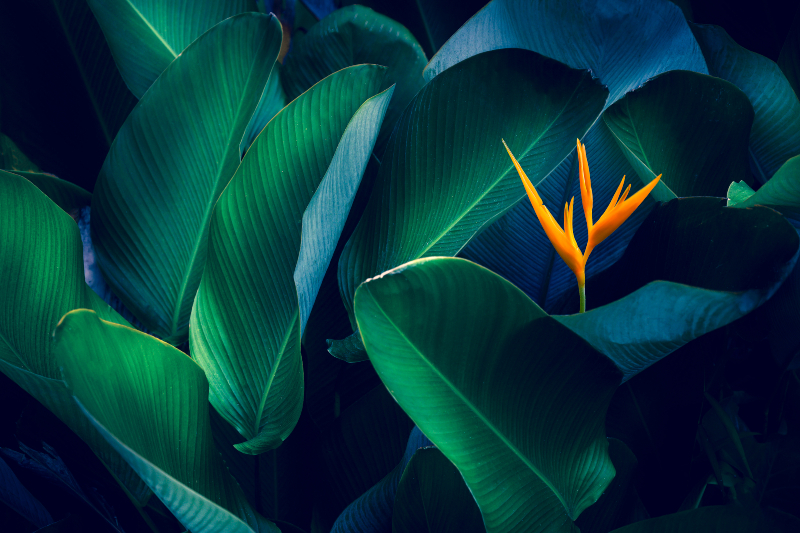 Flor naranja con hojas verdes