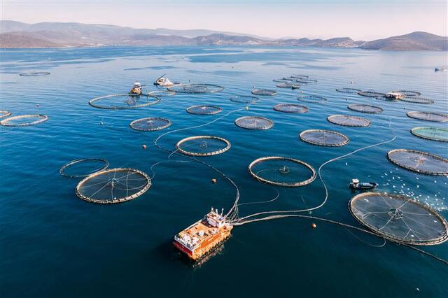 AquaSur 2026: Santander presentará soluciones financieras especializadas para impulsar el crecimiento sostenible de la industria acuícola